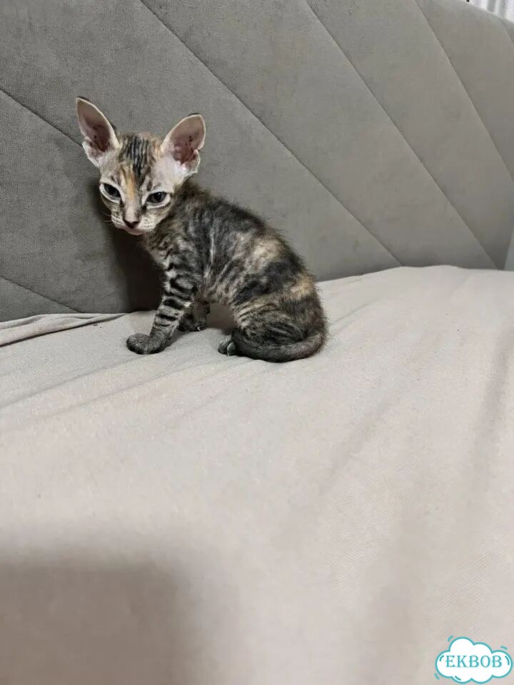 Донской сфинкс котёнок фото 2