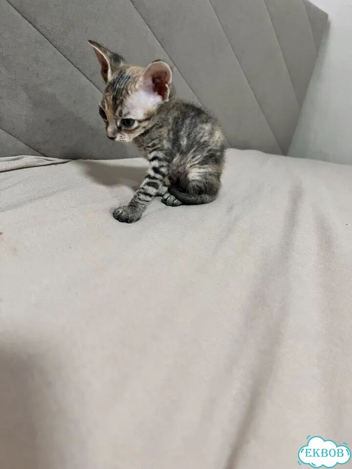 Донской сфинкс котёнок фото 3