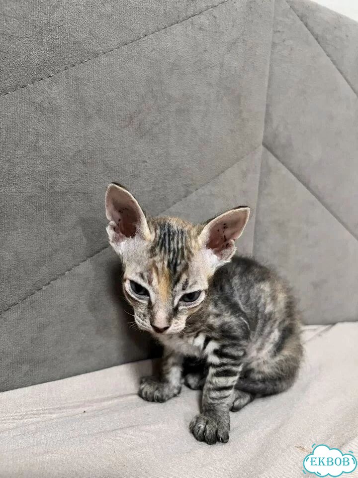 Донской сфинкс котёнок фото 4