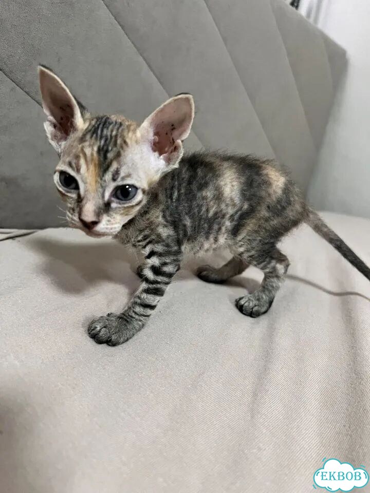 Донской сфинкс котёнок фото 5