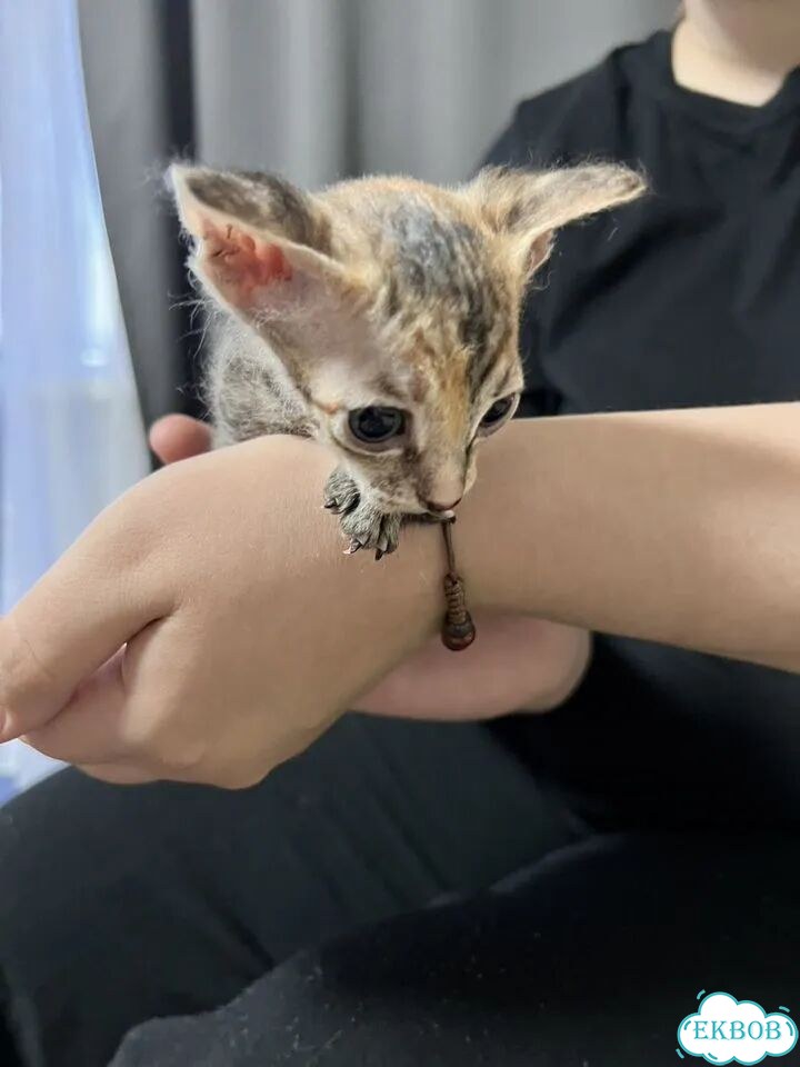 Донской сфинкс котёнок фото 6