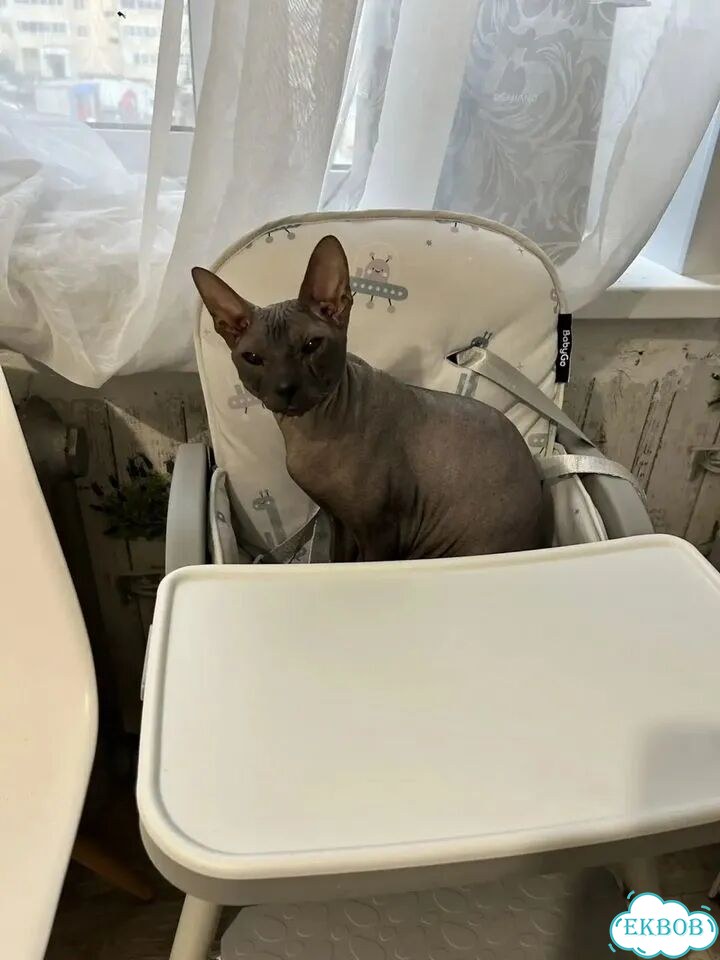 Донской сфинкс котёнок фото 8