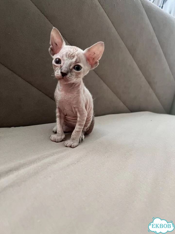 Донской сфинкс котёнок фото 1