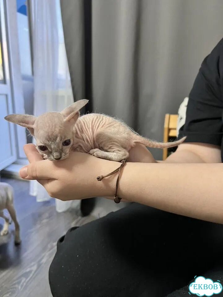 Донской сфинкс котёнок фото 2