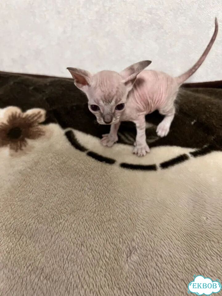 Донской сфинкс котёнок фото 3