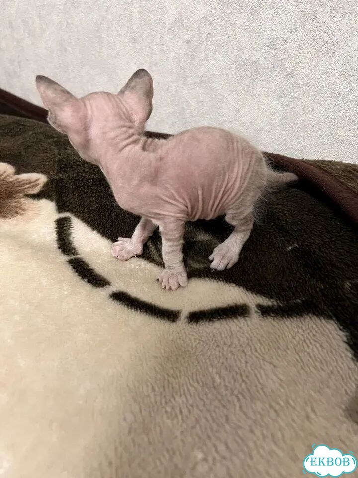 Донской сфинкс котёнок фото 4