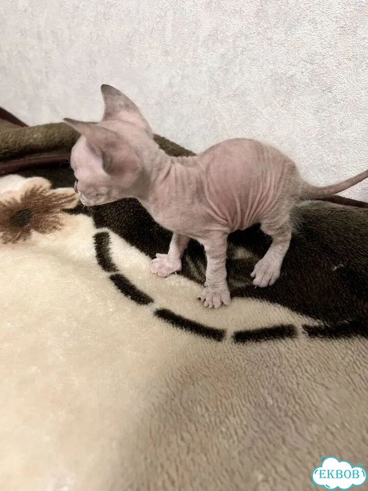 Донской сфинкс котёнок фото 5