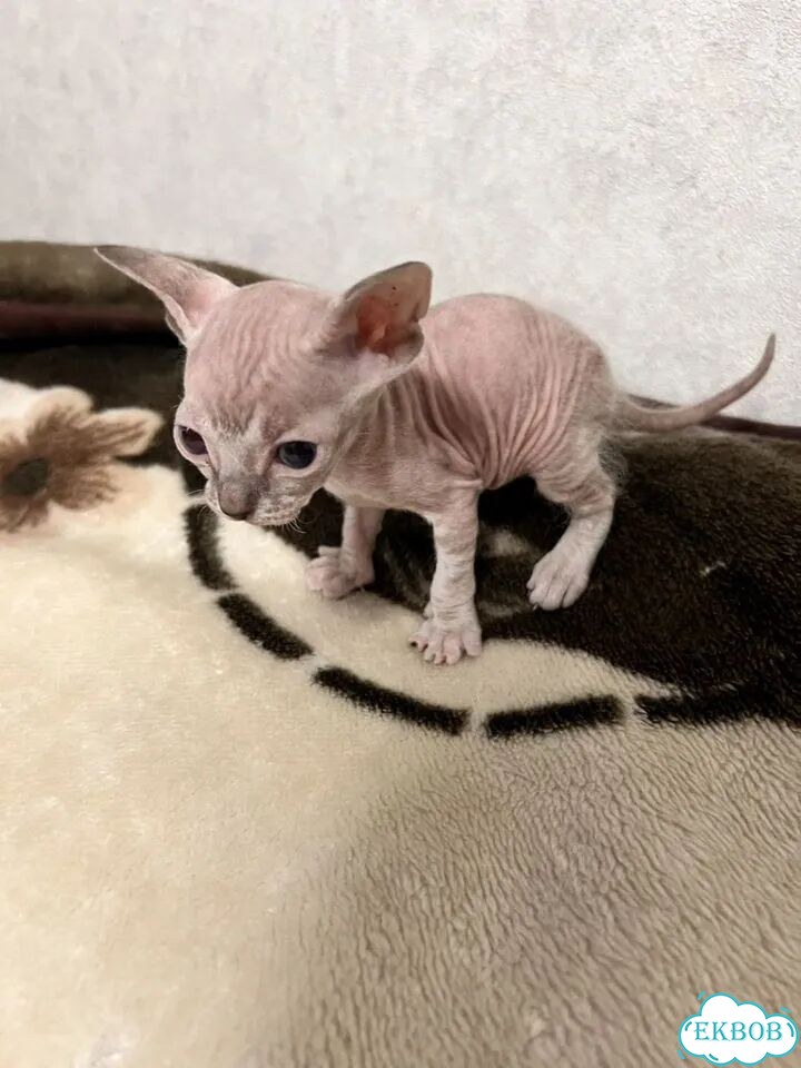 Донской сфинкс котёнок фото 6