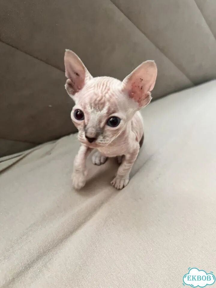 Донской сфинкс котёнок фото 7