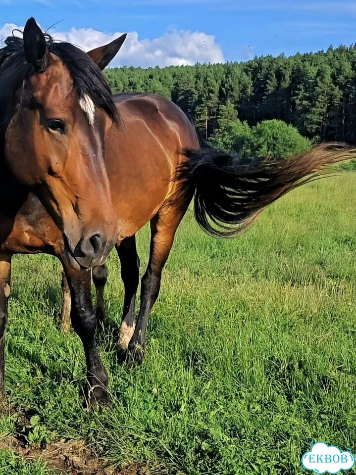 Продам лошадь фото 3