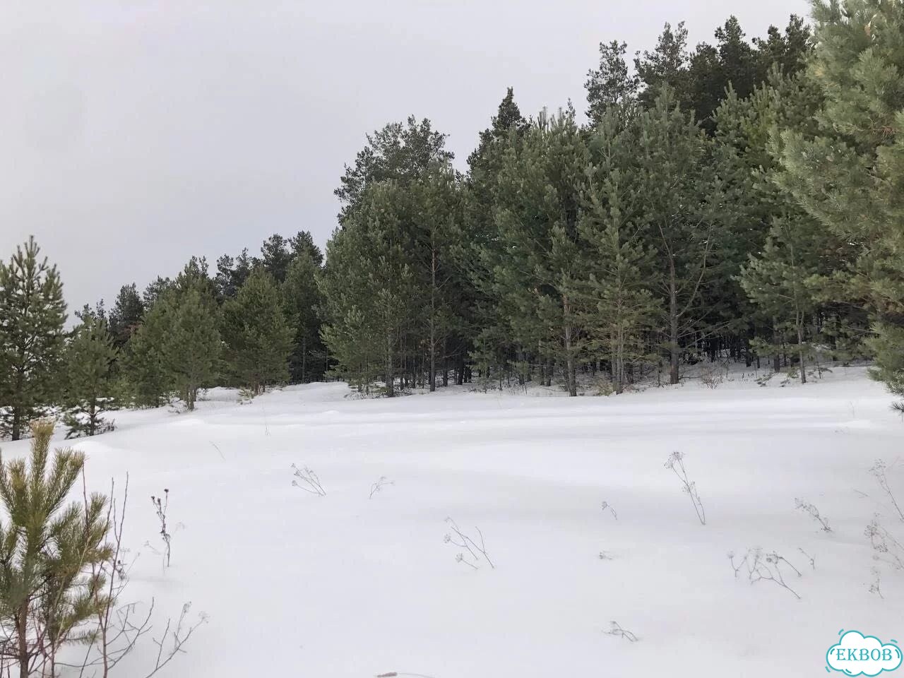 Участок 42,3 сот. (ИЖС) фото 2