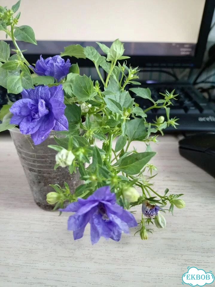 Комнатные растения фото 1