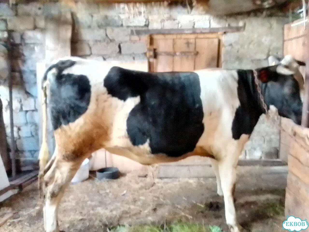 Коровы фото 3