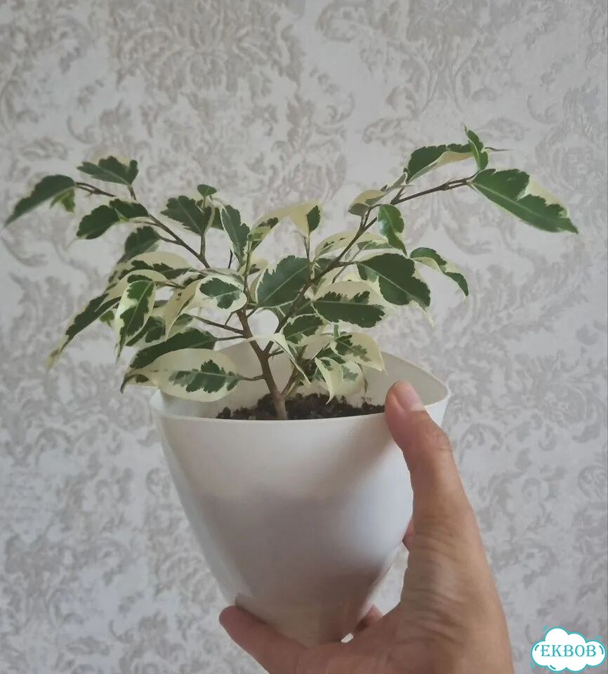 Фикус бенджамина фото 1