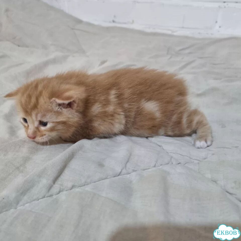Курильский бобтейл короткошёрстный котёнок фото 1