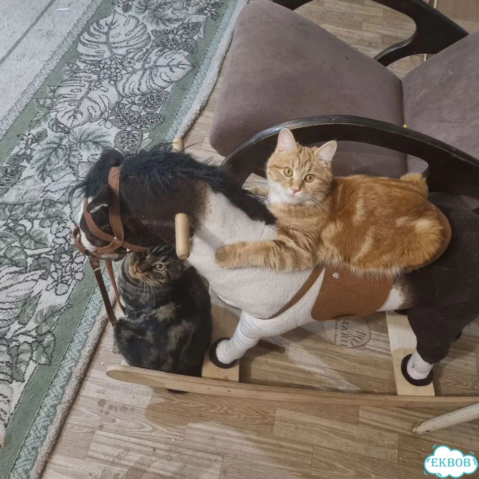 Курильский бобтейл короткошёрстный котёнок фото 10