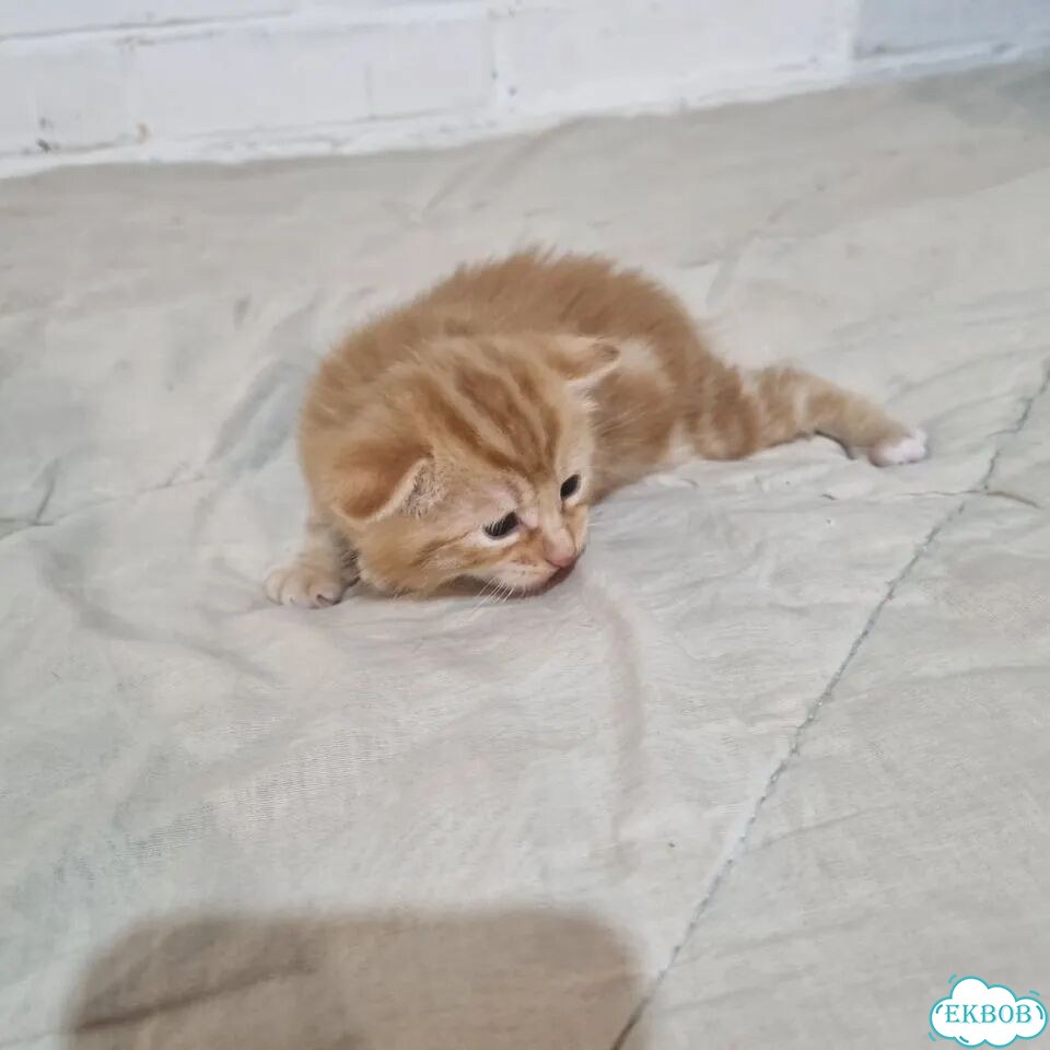 Курильский бобтейл короткошёрстный котёнок фото 2