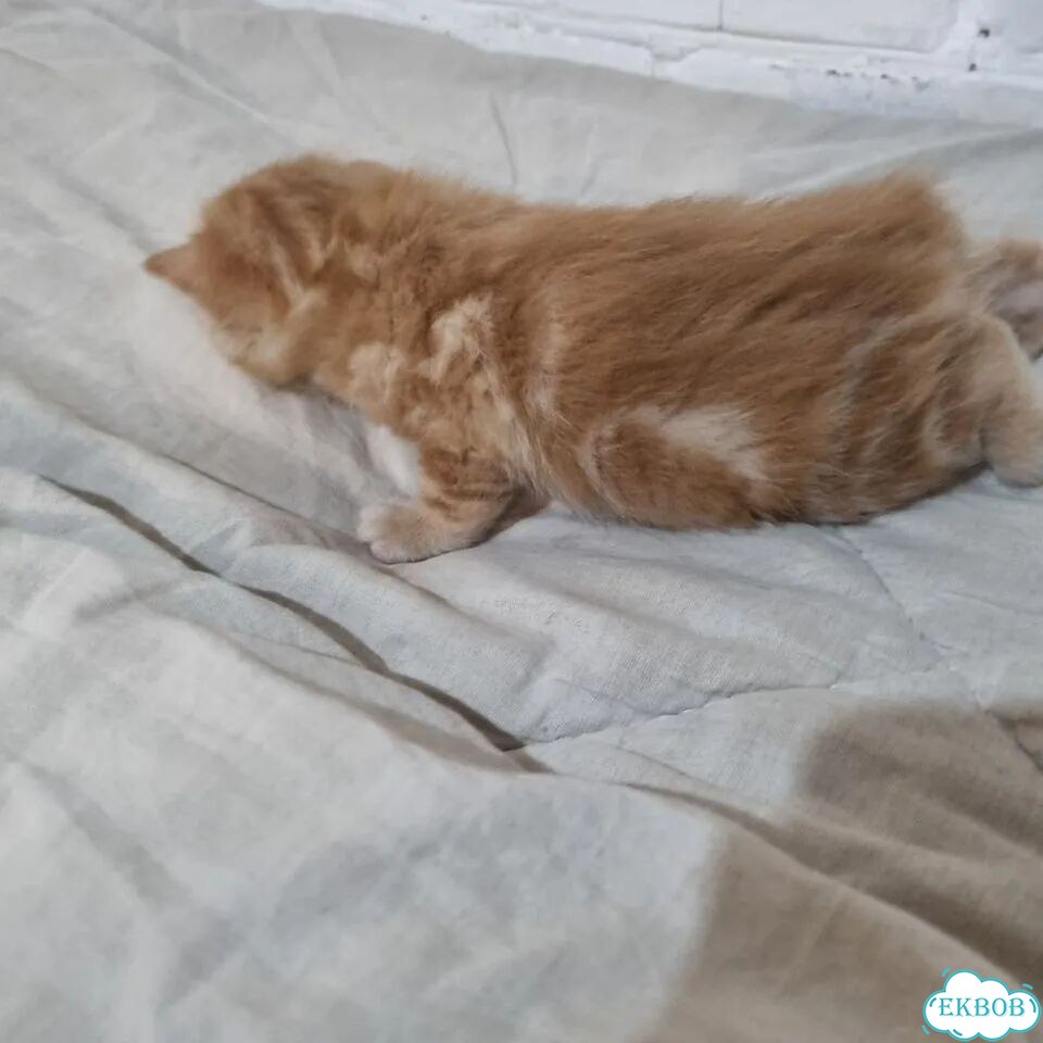 Курильский бобтейл короткошёрстный котёнок фото 3