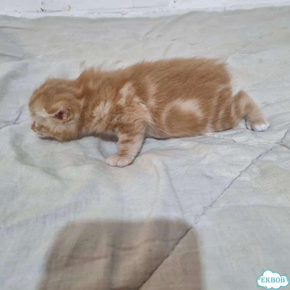 Курильский бобтейл короткошёрстный котёнок фото 5