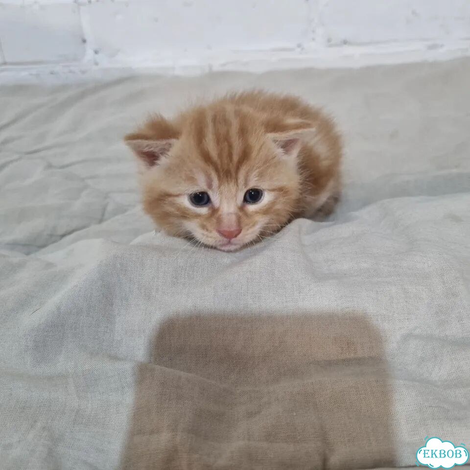 Курильский бобтейл короткошёрстный котёнок фото 6