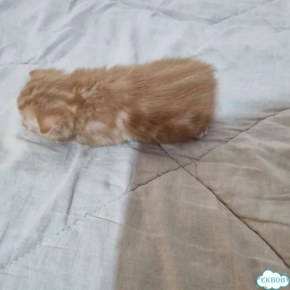 Курильский бобтейл короткошёрстный котёнок фото 7