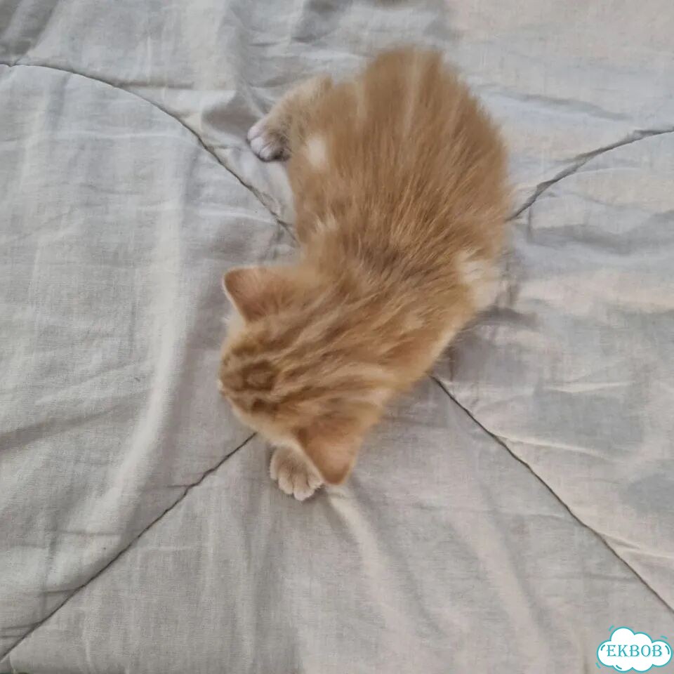 Курильский бобтейл короткошёрстный котёнок фото 8