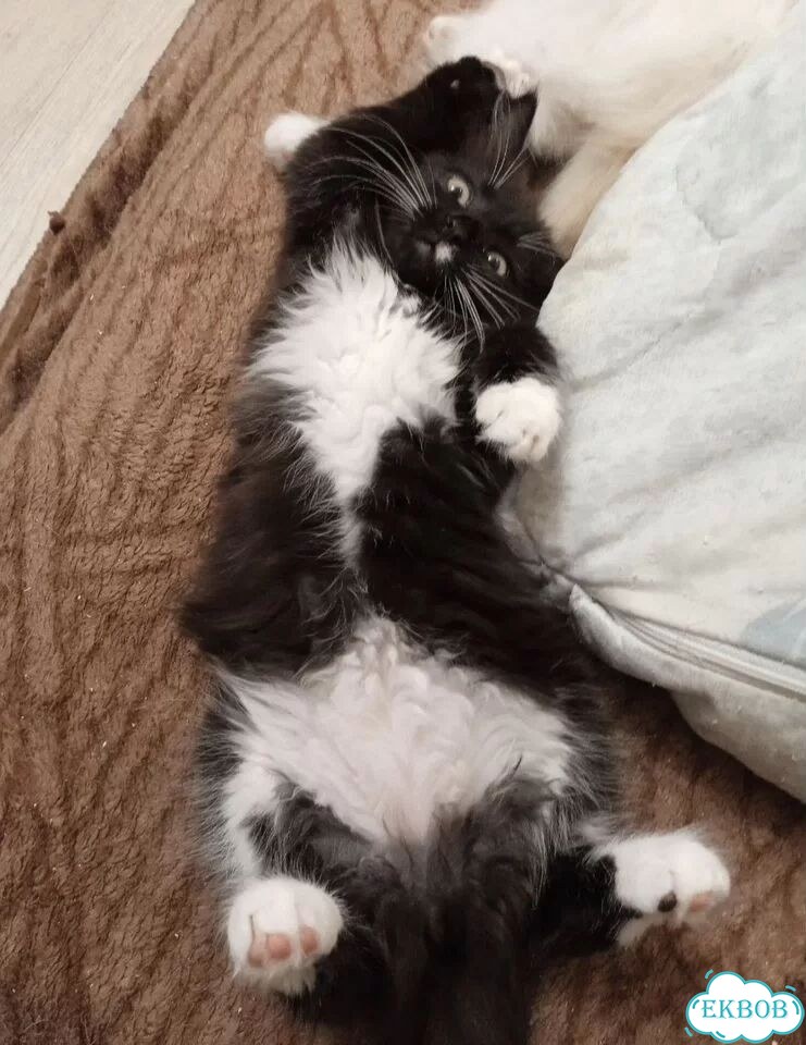 Котёнок в добрые руки фото 1