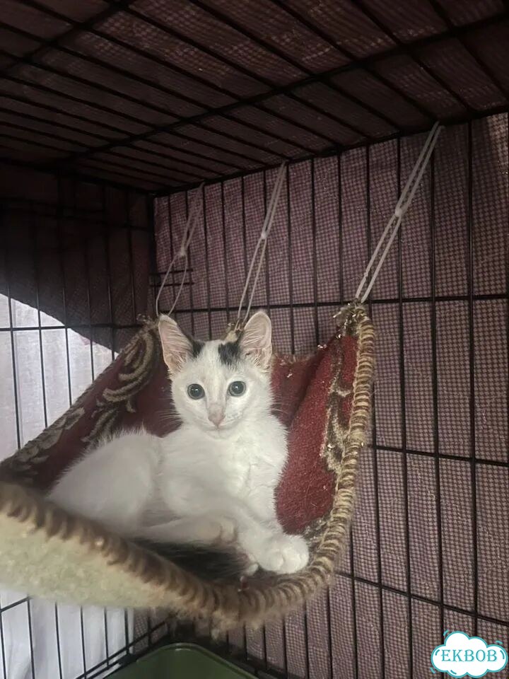 Котёнок в добрые руки фото 1