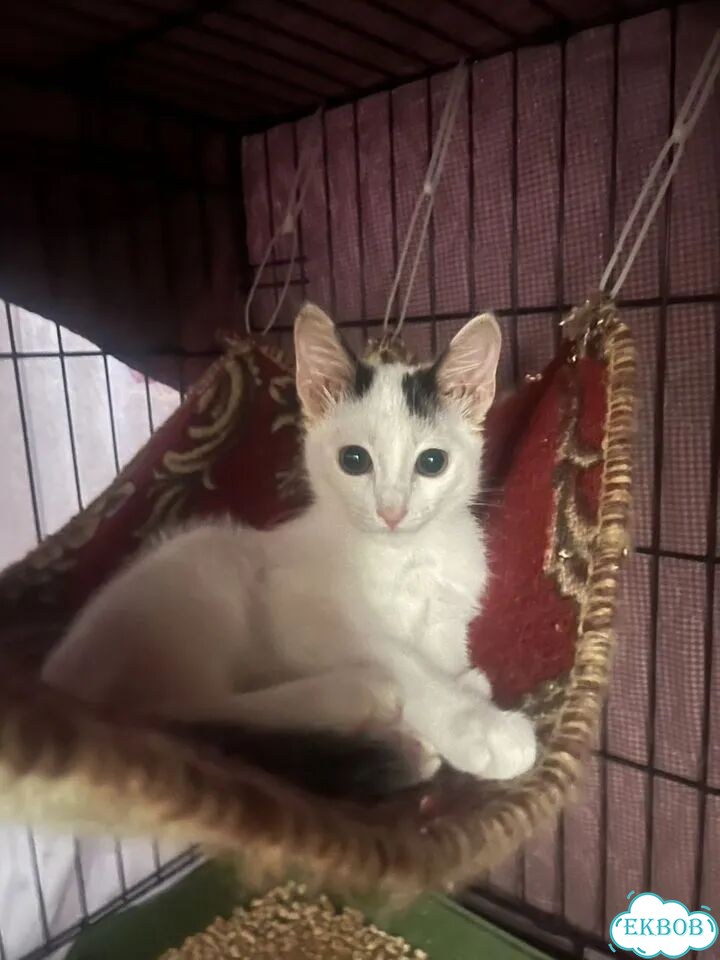 Котёнок в добрые руки фото 2