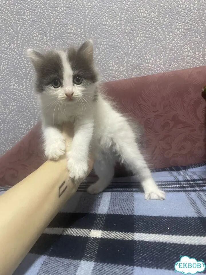 Котёнок от частного владельца фото 1