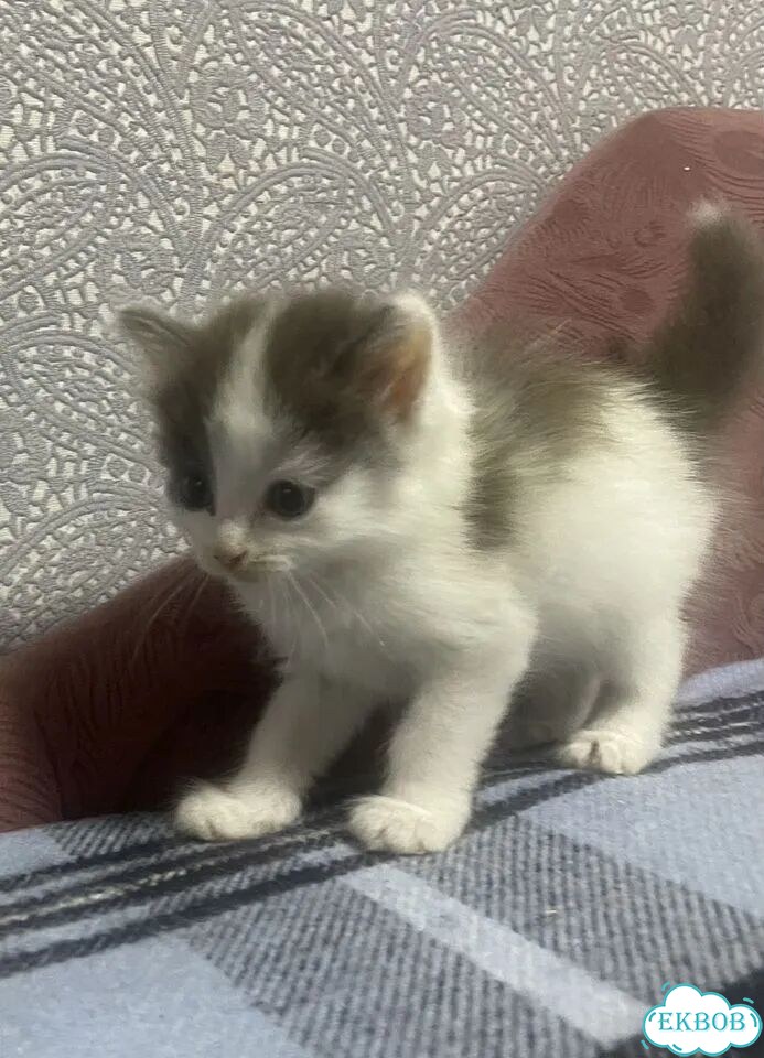 Котёнок от частного владельца фото 1