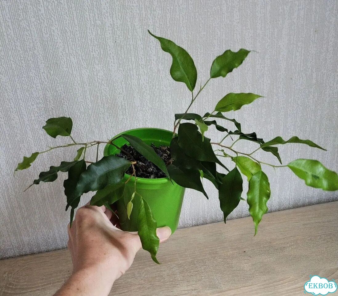 Комнатные растения фото 3
