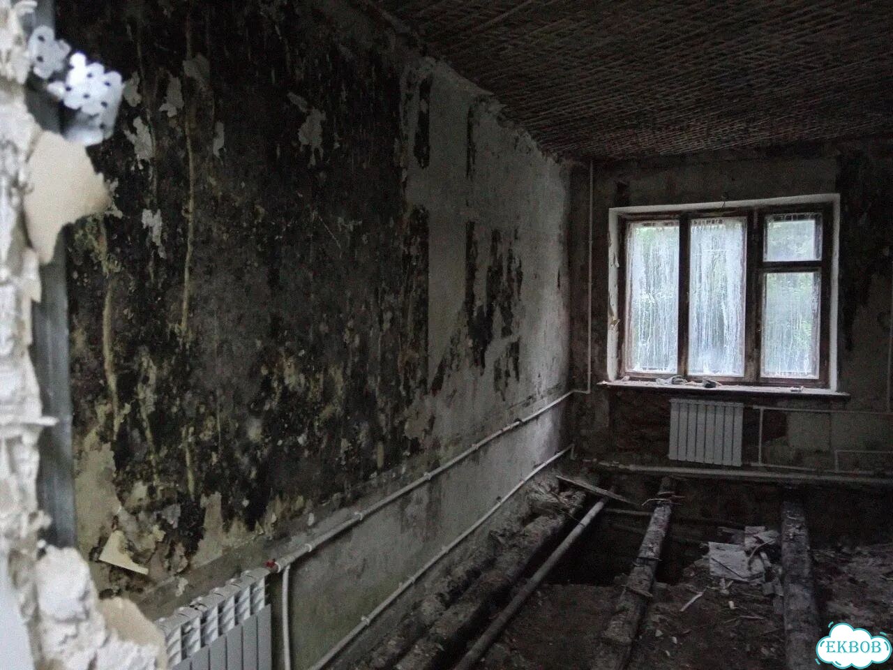 Удаление плесени и грибка фото 10