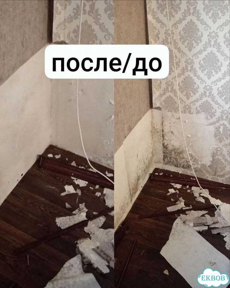 Удаление плесени и грибка фото 2