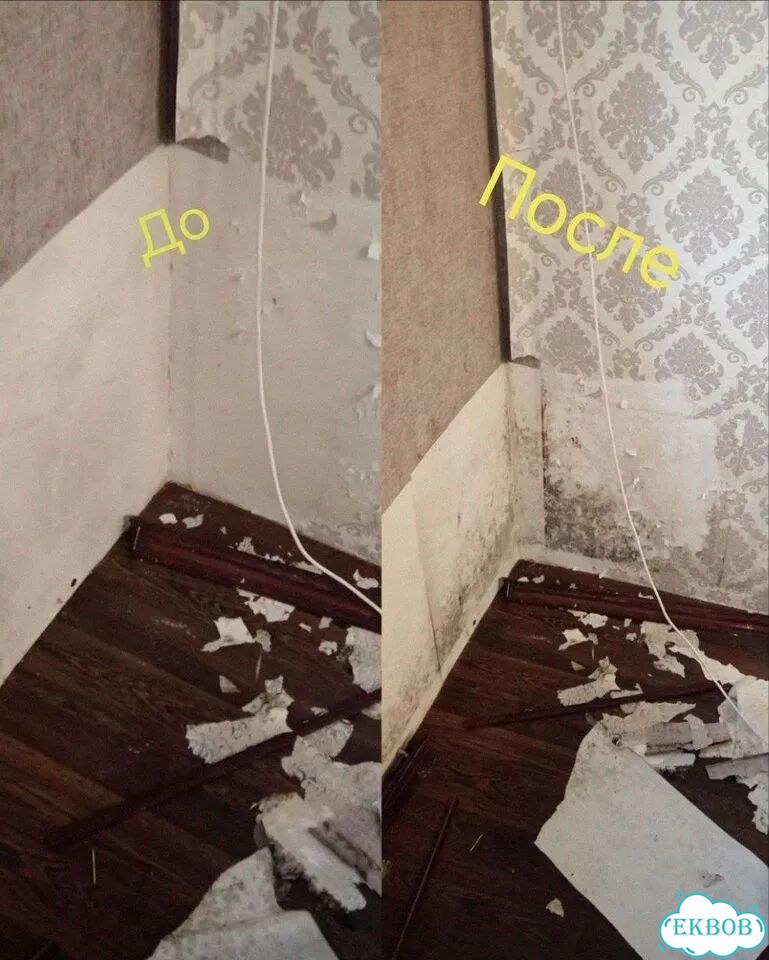 Удаление плесени и грибка фото 4
