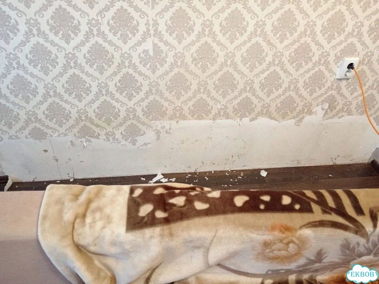 Удаление плесени и грибка фото 5