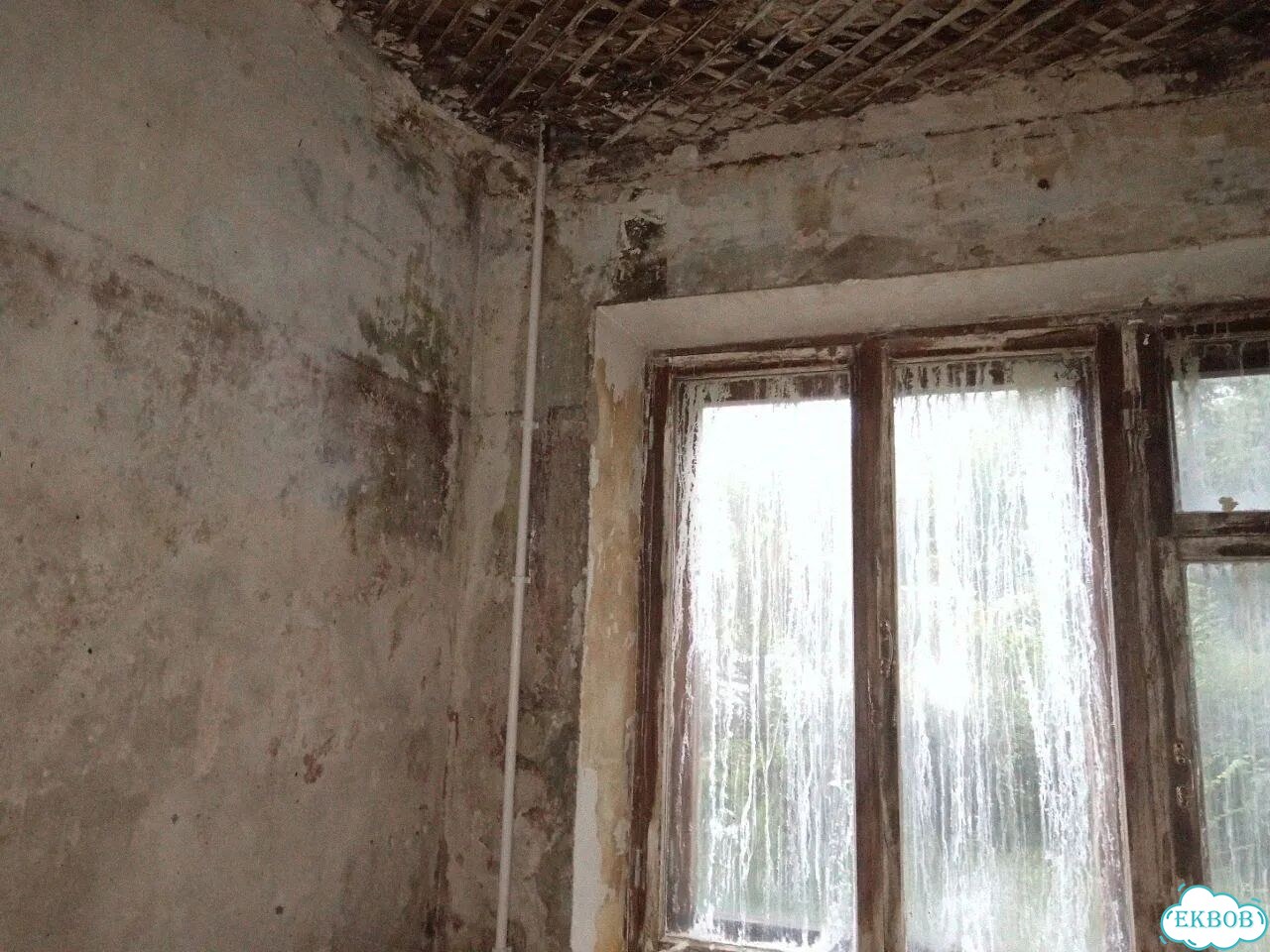 Удаление плесени и грибка фото 7
