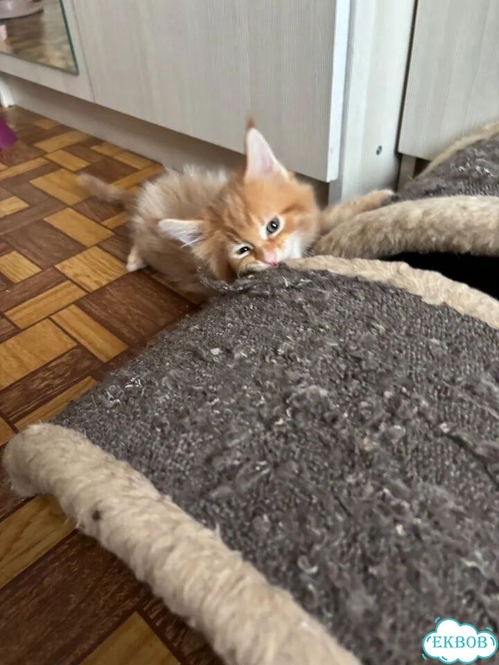 Мейн-кун котёнок фото 1