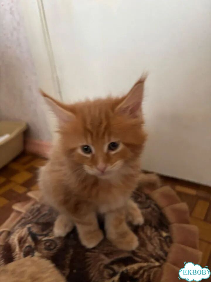 Мейн-кун котёнок фото 2
