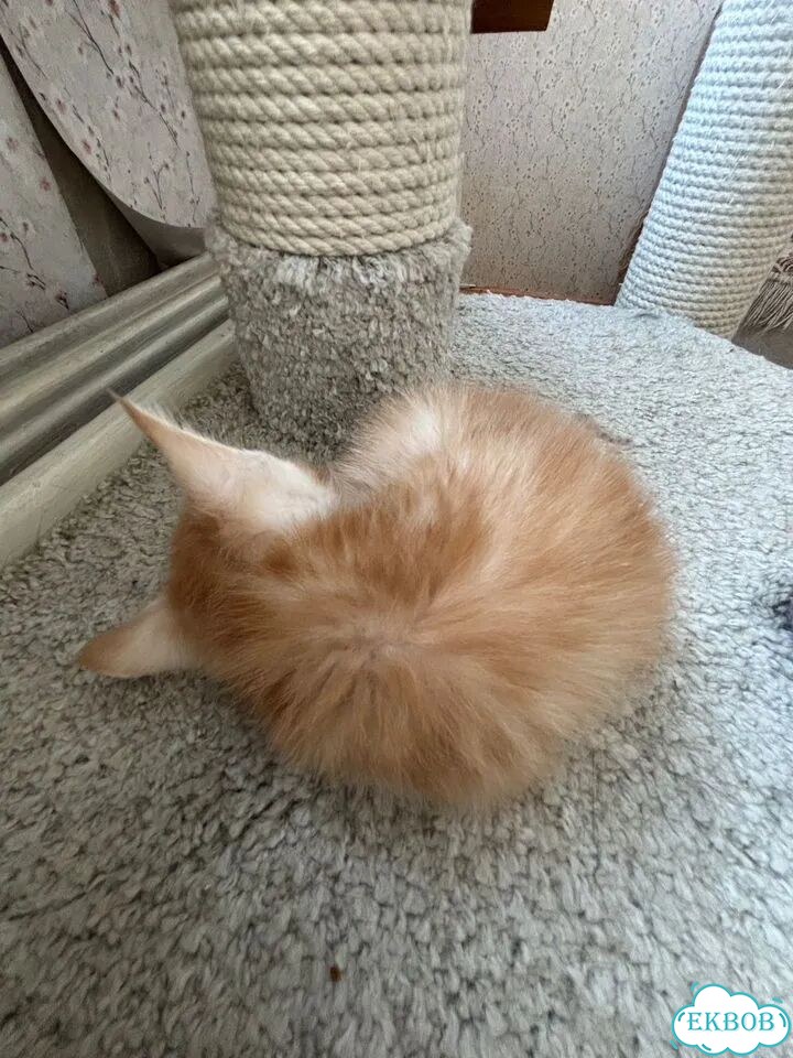 Мейн-кун котёнок фото 3