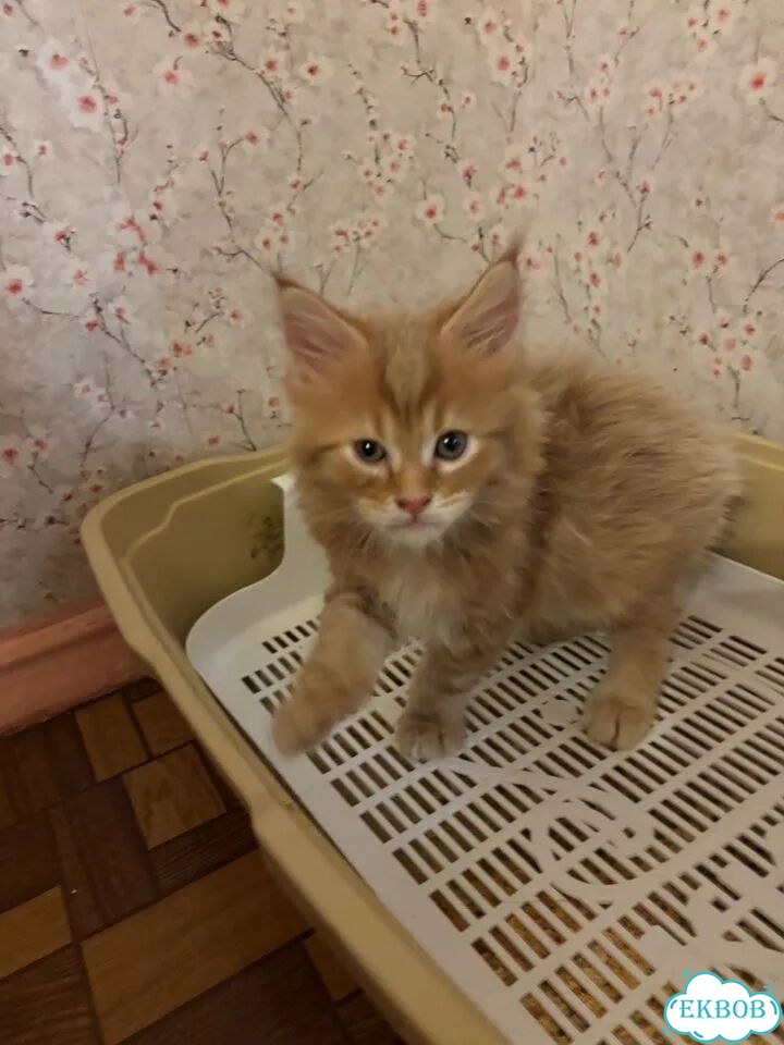 Мейн-кун котёнок фото 4
