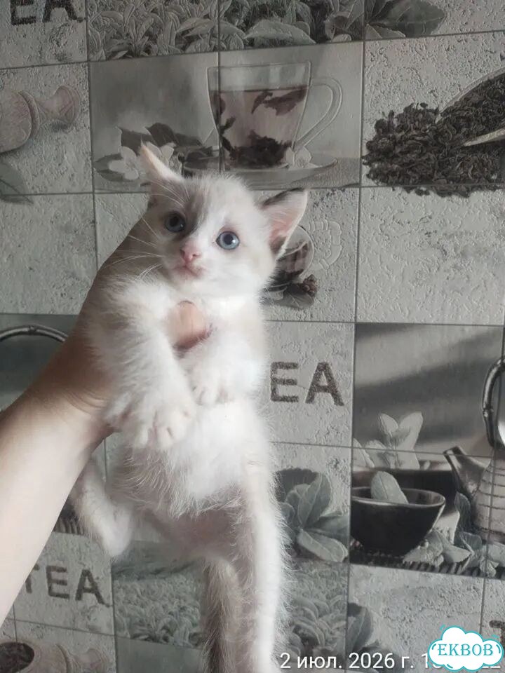 Котёнок в добрые руки фото 1