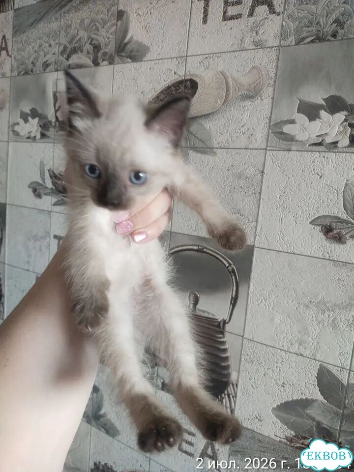 Котёнок в добрые руки фото 1