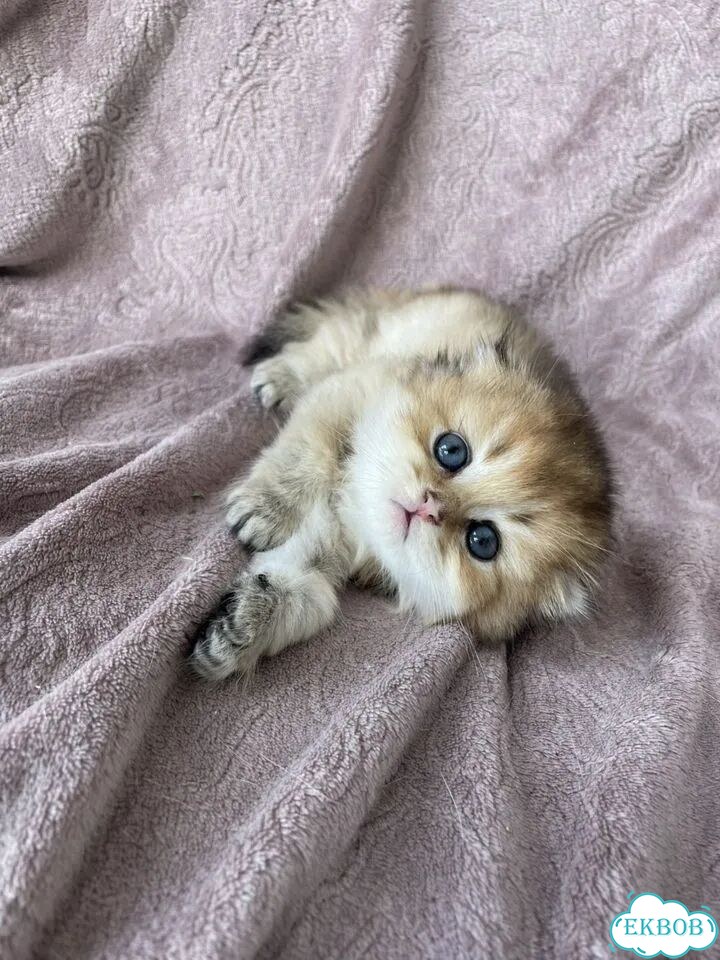 Шотландский вислоухий длинношёрстный котёнок фото 1