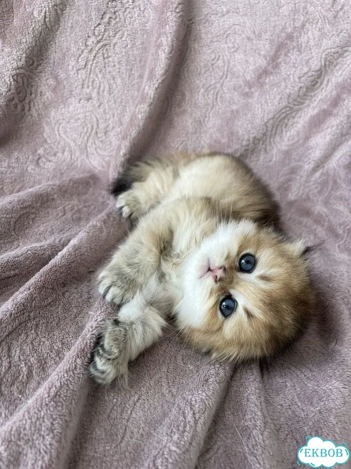 Шотландский вислоухий длинношёрстный котёнок фото 2