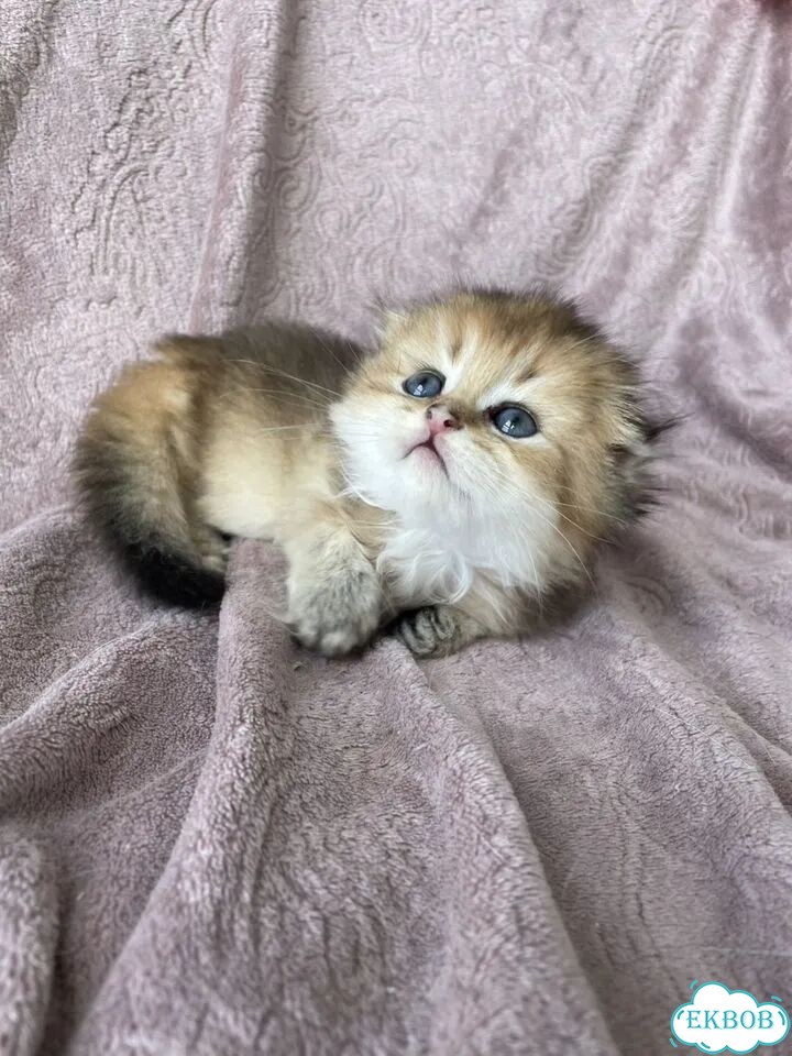 Шотландский вислоухий длинношёрстный котёнок фото 3