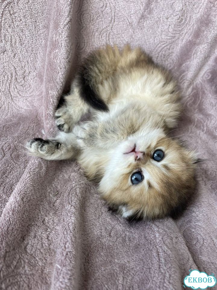 Шотландский вислоухий длинношёрстный котёнок фото 4