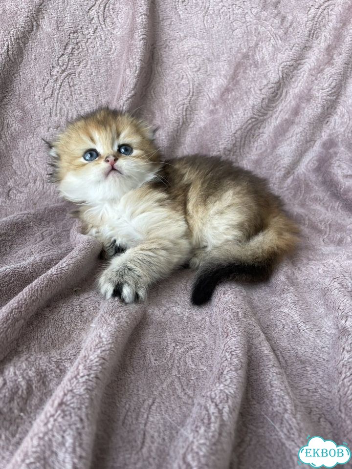Шотландский вислоухий длинношёрстный котёнок фото 5