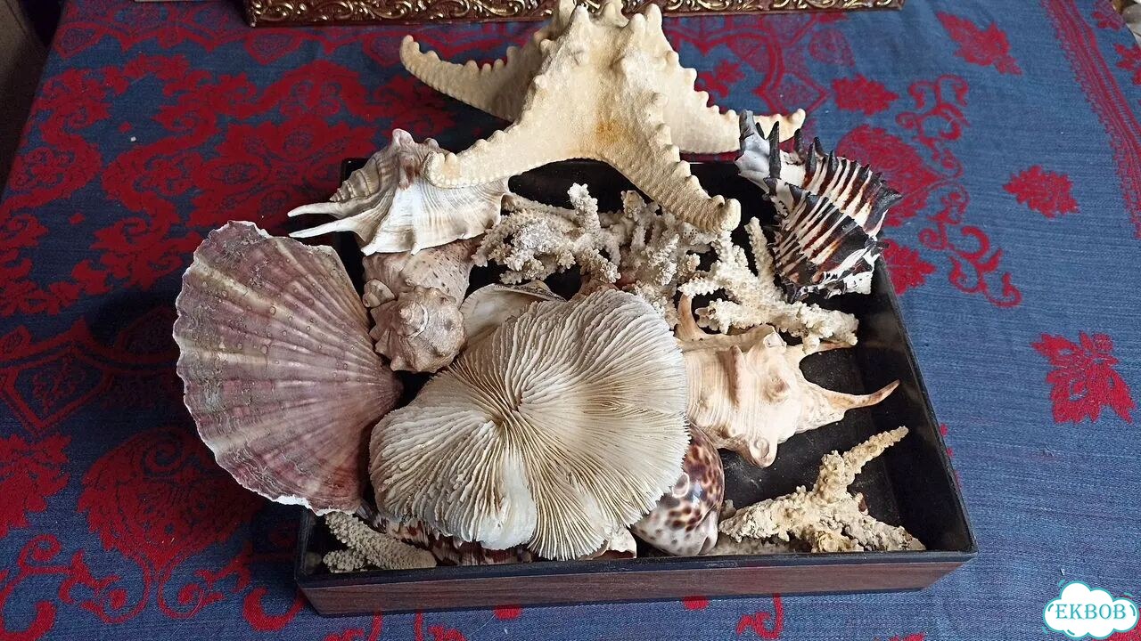 Морские ракушки раковины фото 2