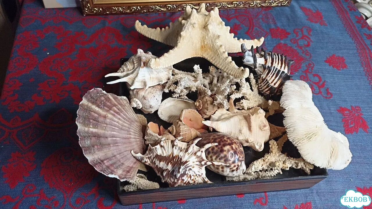 Морские ракушки раковины фото 4